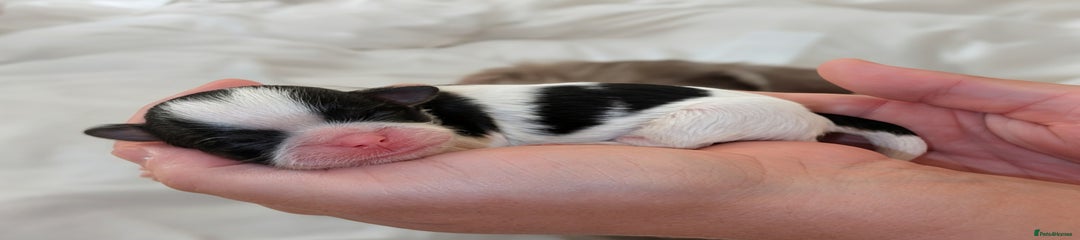 Shih Tzu Puppy 2
