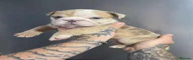 English Bulldog Puppy 3
