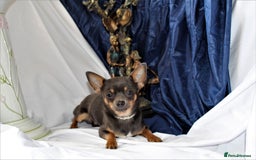 Chihuahua dogs for sale: Best quality Pedigree Puppies KC  - Image 19