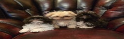 Shih Tzu dogs for sale: Stunning shih tzu - Advert 28