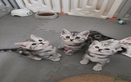 British Shorthair cats for sale: BSH Silver Tabby  - Image 7