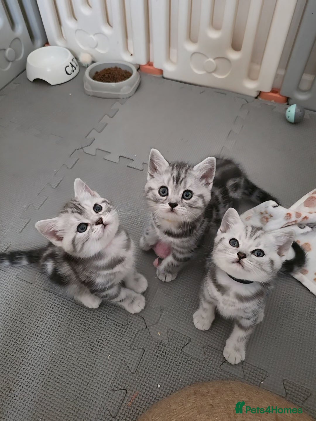 British Shorthair cats for sale: BSH Silver Tabby  - Image 7