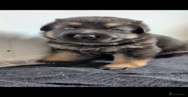 German Shepherd dogs - Advert 16