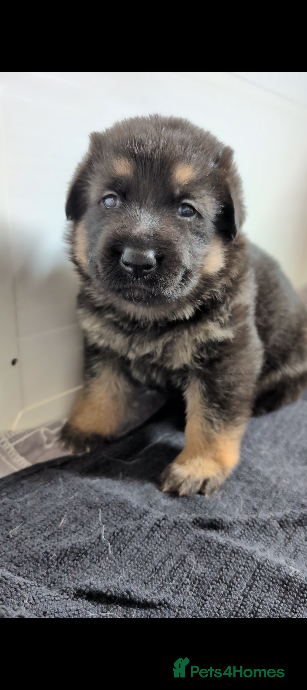 German Shepherd dogs for sale: Health Tested German Shepherd Available! 🐾🖤 - Image 2