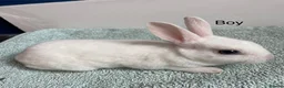 Rex rabbits for sale: Pure bred mini Rex 🐰  - Advert 8