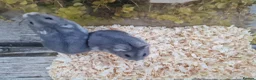 Hamster rodents for sale:  Beautiful baby winter white russian hamsters - Advert 7
