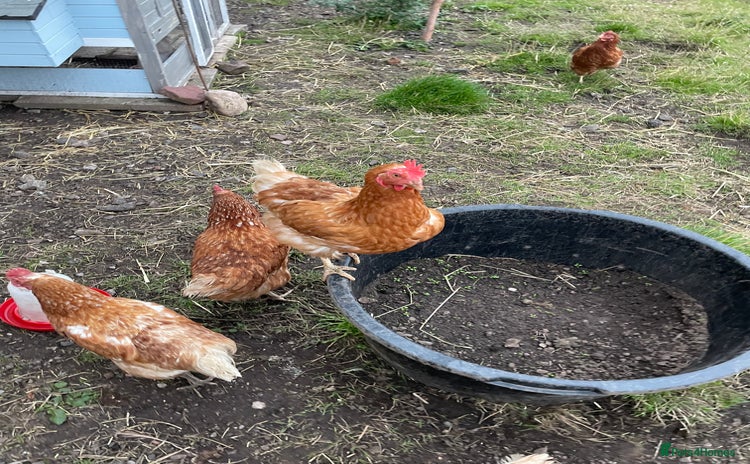 Chickens poultry - Advert 3