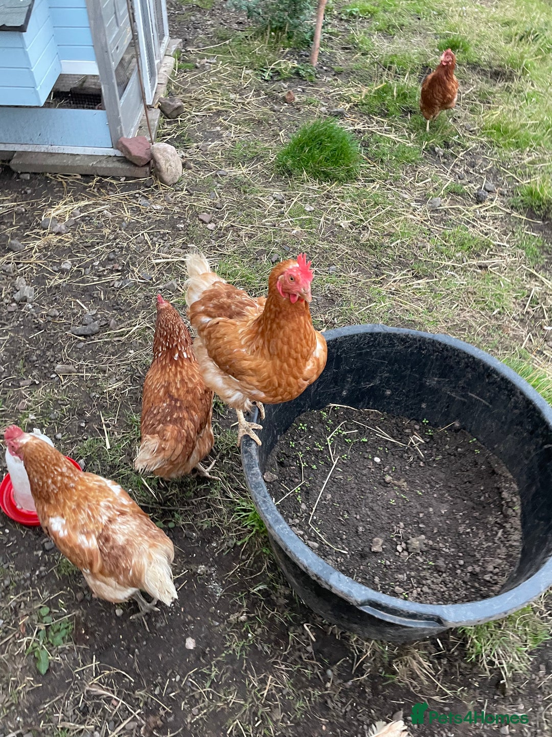 Chickens poultry for sale: 7 Laying Chickens For Sale - Image 1