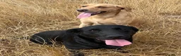Labrador Retriever dogs for sale: Gin & Billy have Puppies! KC Health Tested - Advert 4
