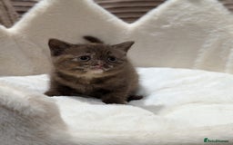 British Shorthair cats for sale: GCCF British Shorthair Chocolate&Lilac kittens - Image 6