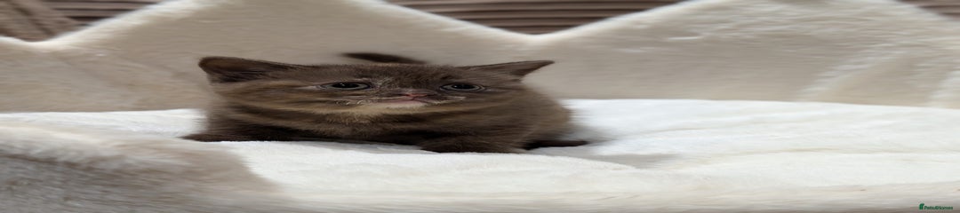 British Shorthair Kitten 6