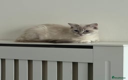 Ragdoll cats for sale: Stunning Seal Point Lynx Ragdoll For Sale. - Image 12
