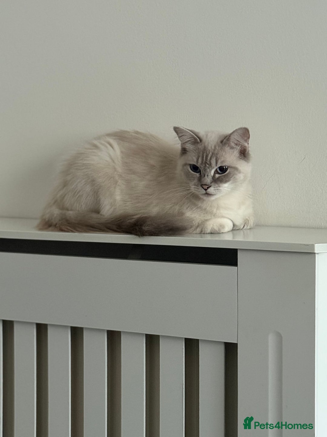 Ragdoll cats for sale: Stunning Seal Point Lynx Ragdoll For Sale. - Image 12