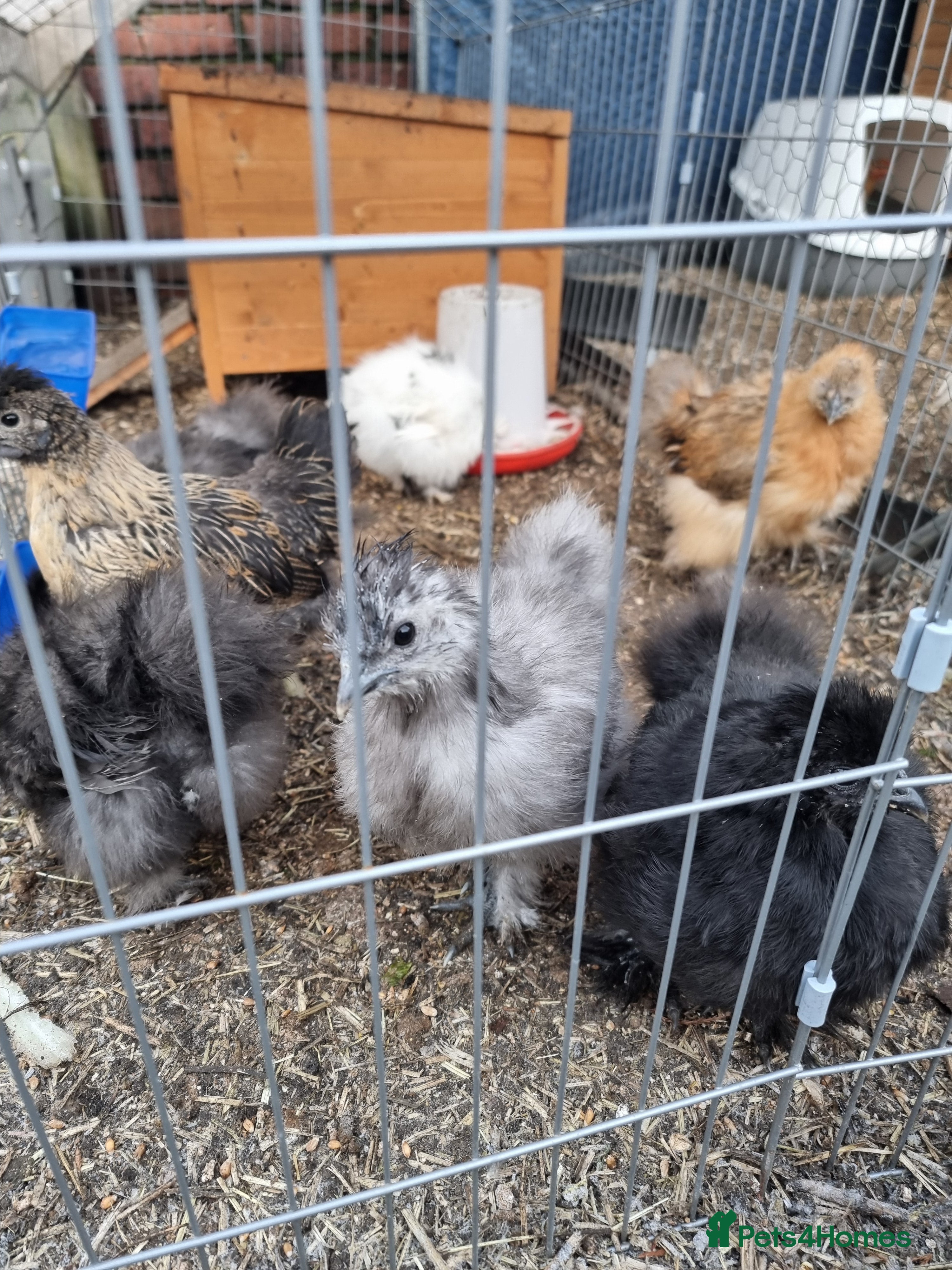 Chickens poultry 7 week old silkies - Advert 5