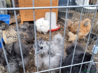 Chickens poultry 7 week old silkies - Advert 5