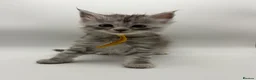 Maine Coon cats for sale: Maine coon kittens for sale  - Advert 7