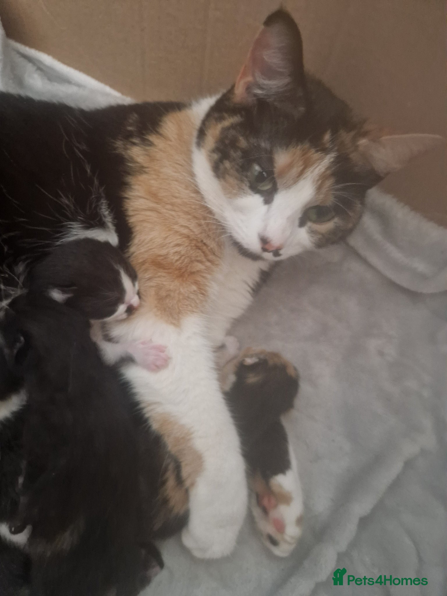 Mixed Breed cats 2 beautiful boys  - Advert 2