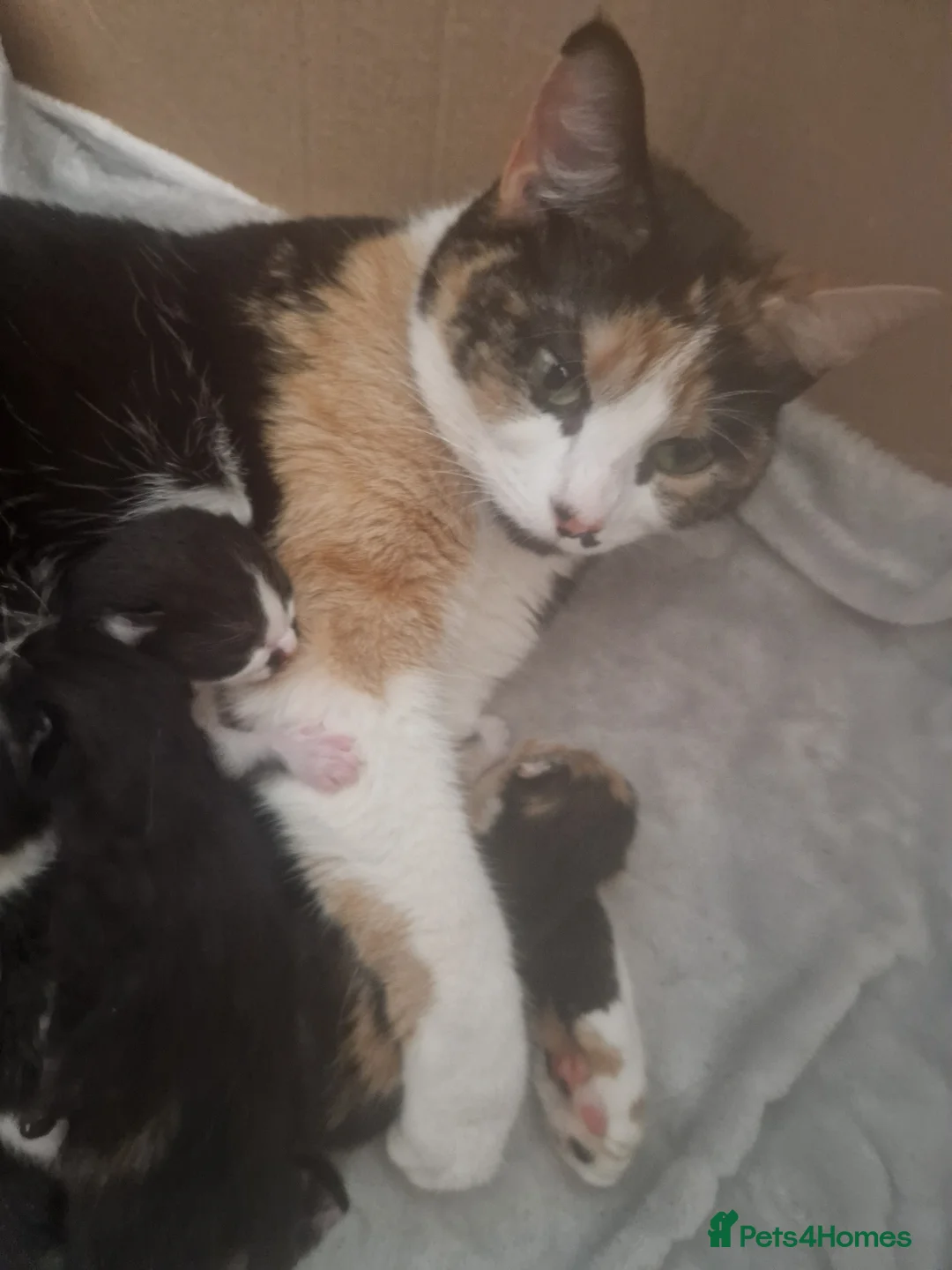 Mixed Breed cats for sale: 2 beautiful boys  - Advert 1