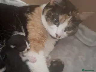 Mixed Breed cats 2 beautiful boys - Advert 2