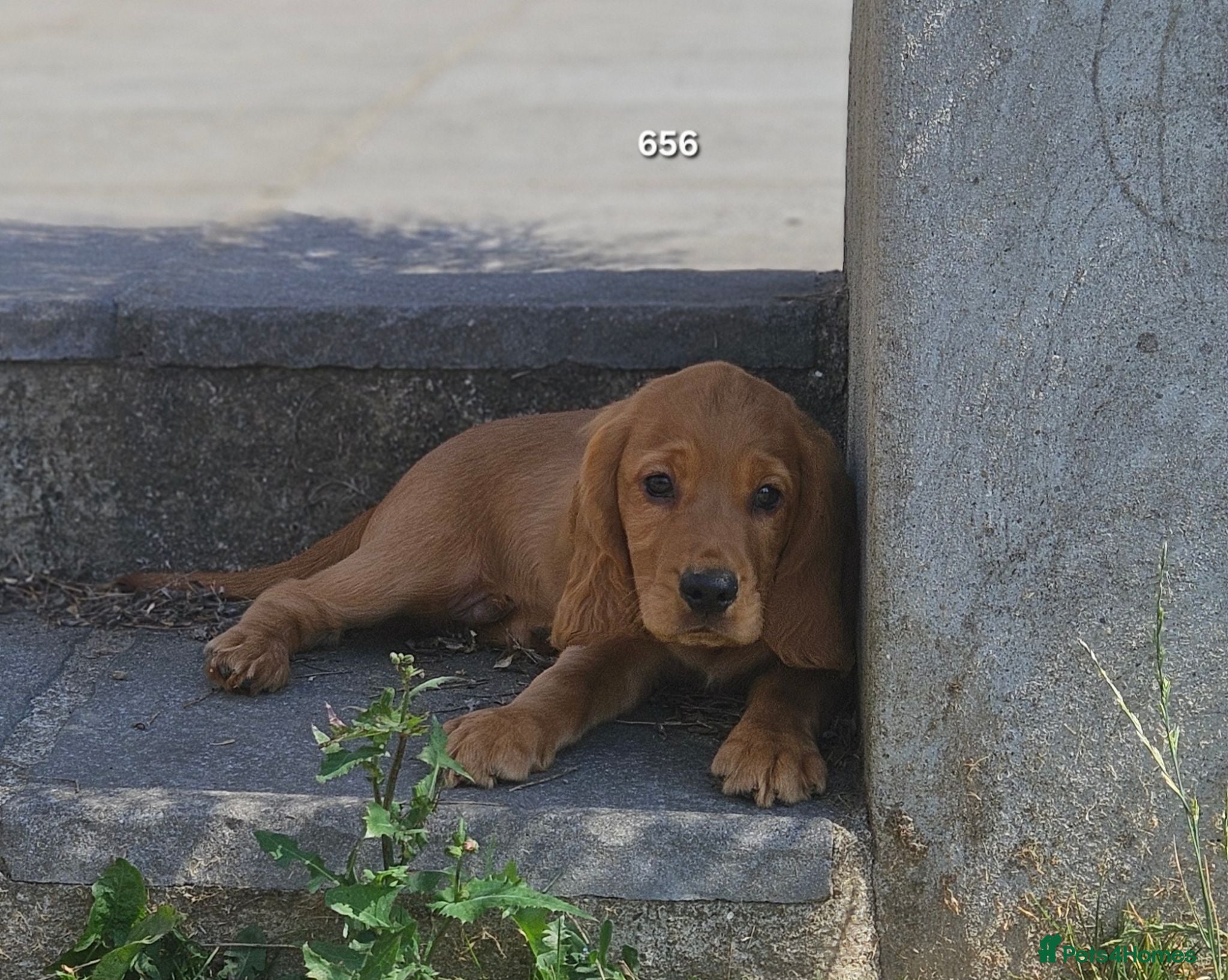 Cocker Spaniel dogs Only One Boy Left!!! Cocker Spaniels Ready Now!!! - Advert 1