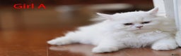 Persian cats for sale: persians all white 1 boy 2 girls - Advert 10
