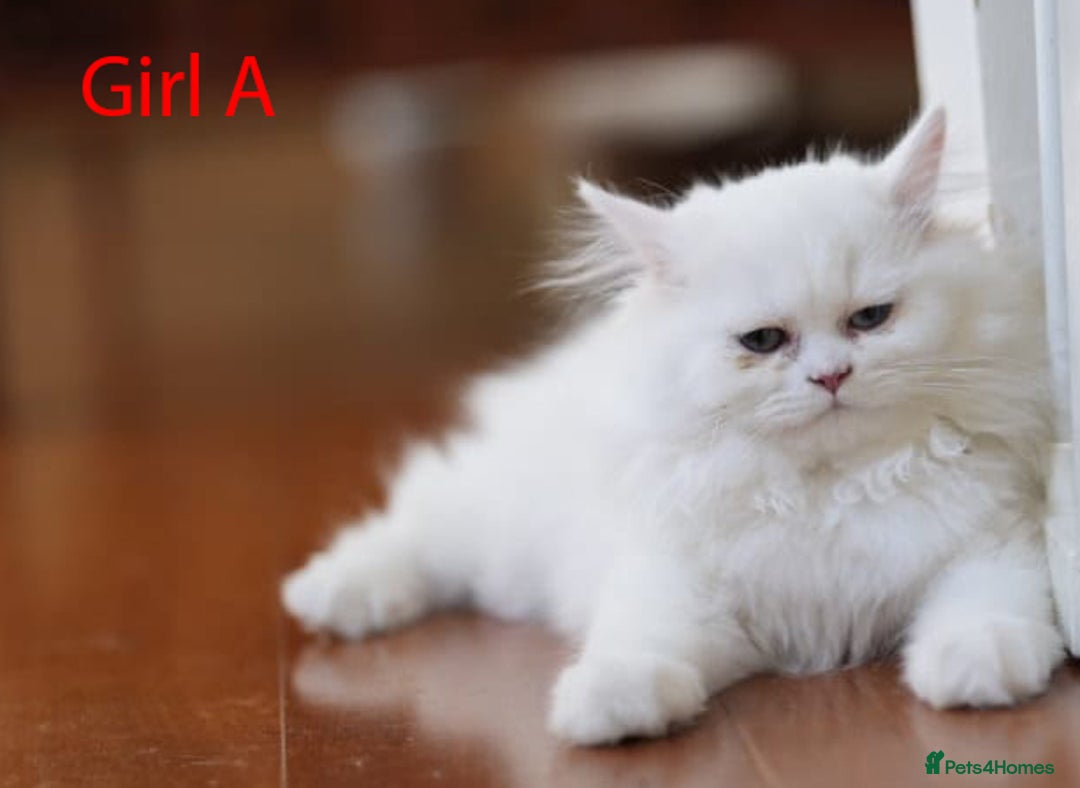 Persian cats for sale: persians all white 1 boy 2 girls - Advert 10