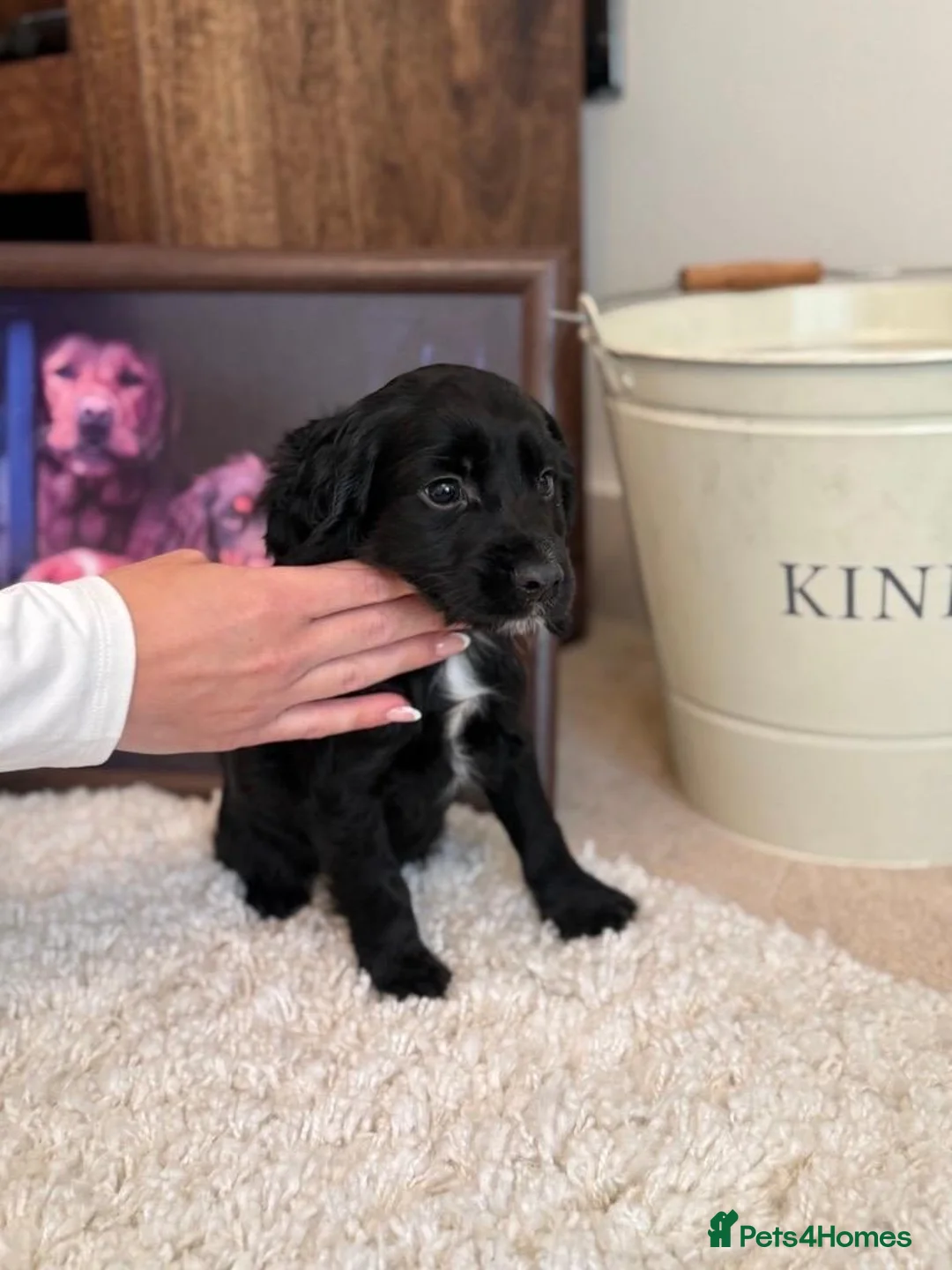 Cocker Spaniel dogs for sale: Ready Now, Cocker Spaniel Pups KC Reg, Field trial - Advert 2