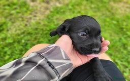 Cocker Spaniel dogs for sale: Cocker Spaniel - Image 5