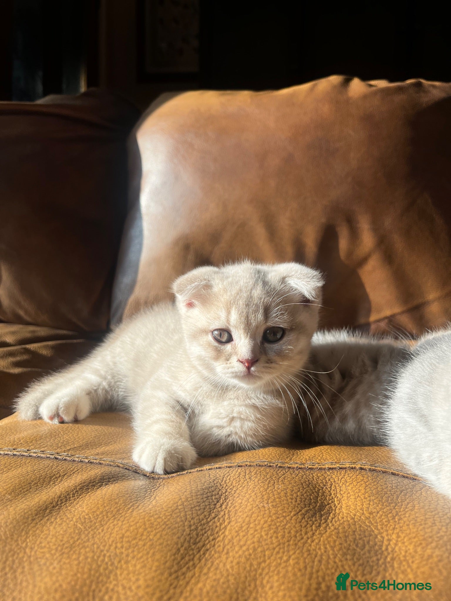 Scottish Fold cats ✨ Beautiful TICA babies Fold & Straight ✨  - Advert 1