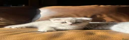 Scottish Fold cats for sale: ✨ Beautiful TICA babies Fold & Straight ✨  - Advert 4