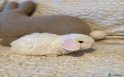 Mini Lop rabbits for sale: Mini lop babies 🫶🏻 ready to reserve ✨ - Image 13