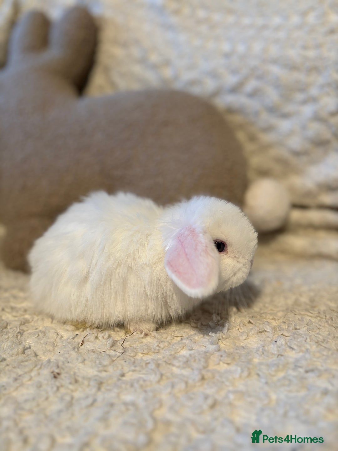 Mini Lop rabbits for sale: Mini lop babies 🫶🏻 ready to reserve ✨ - Image 13