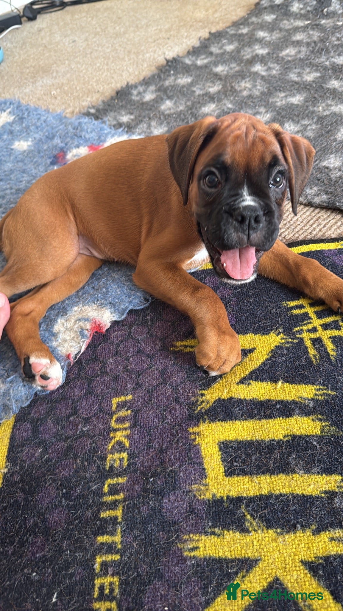 Boxer dogs charthaihen boxers - Advert 1