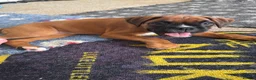 Boxer dogs for sale: charthaihen boxers - Advert 2