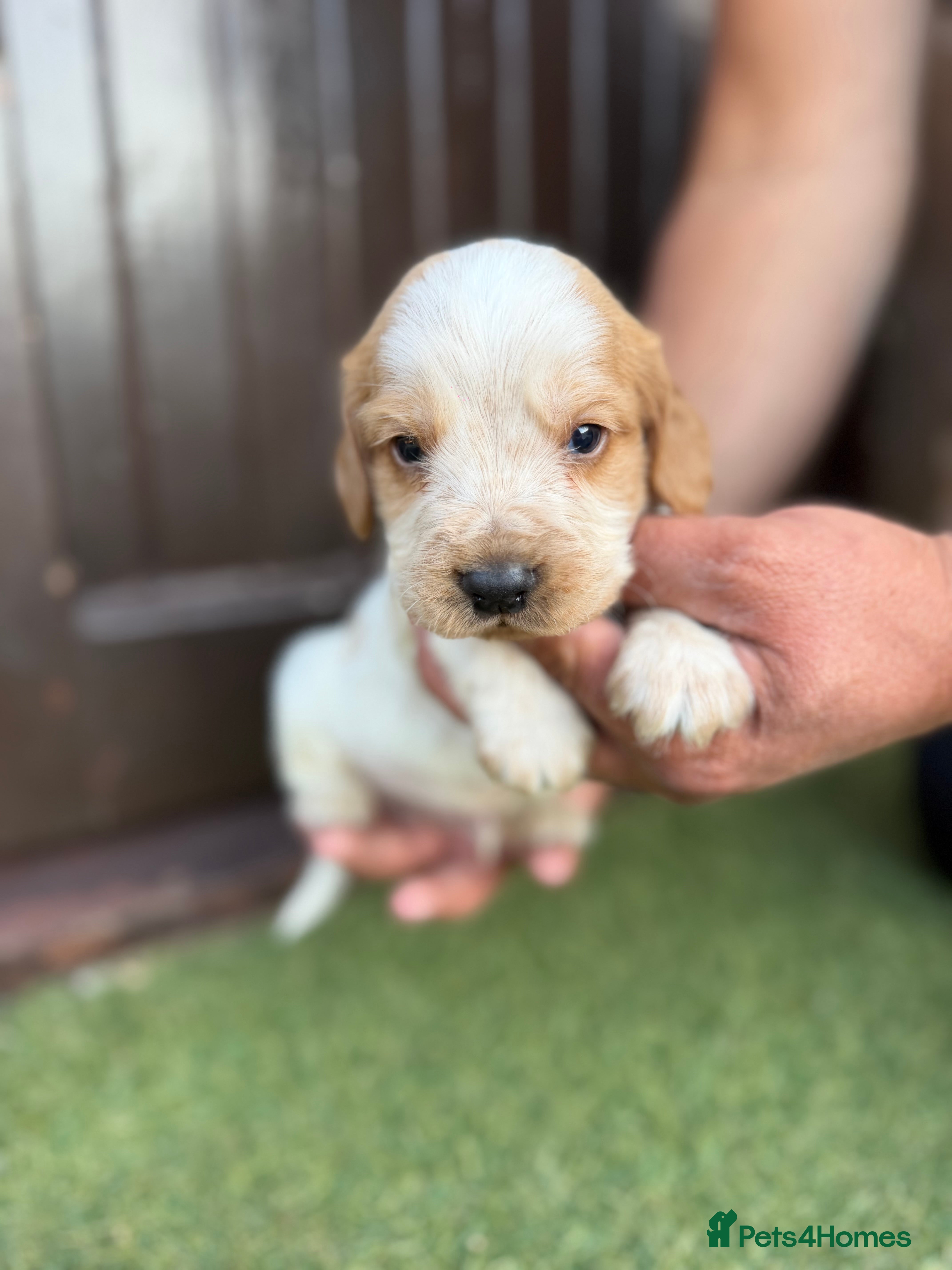 Cocker Spaniel dogs Cocker spaniel pups  - Advert 14