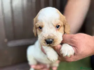 Cocker Spaniel dogs Cocker spaniel pups - Advert 14