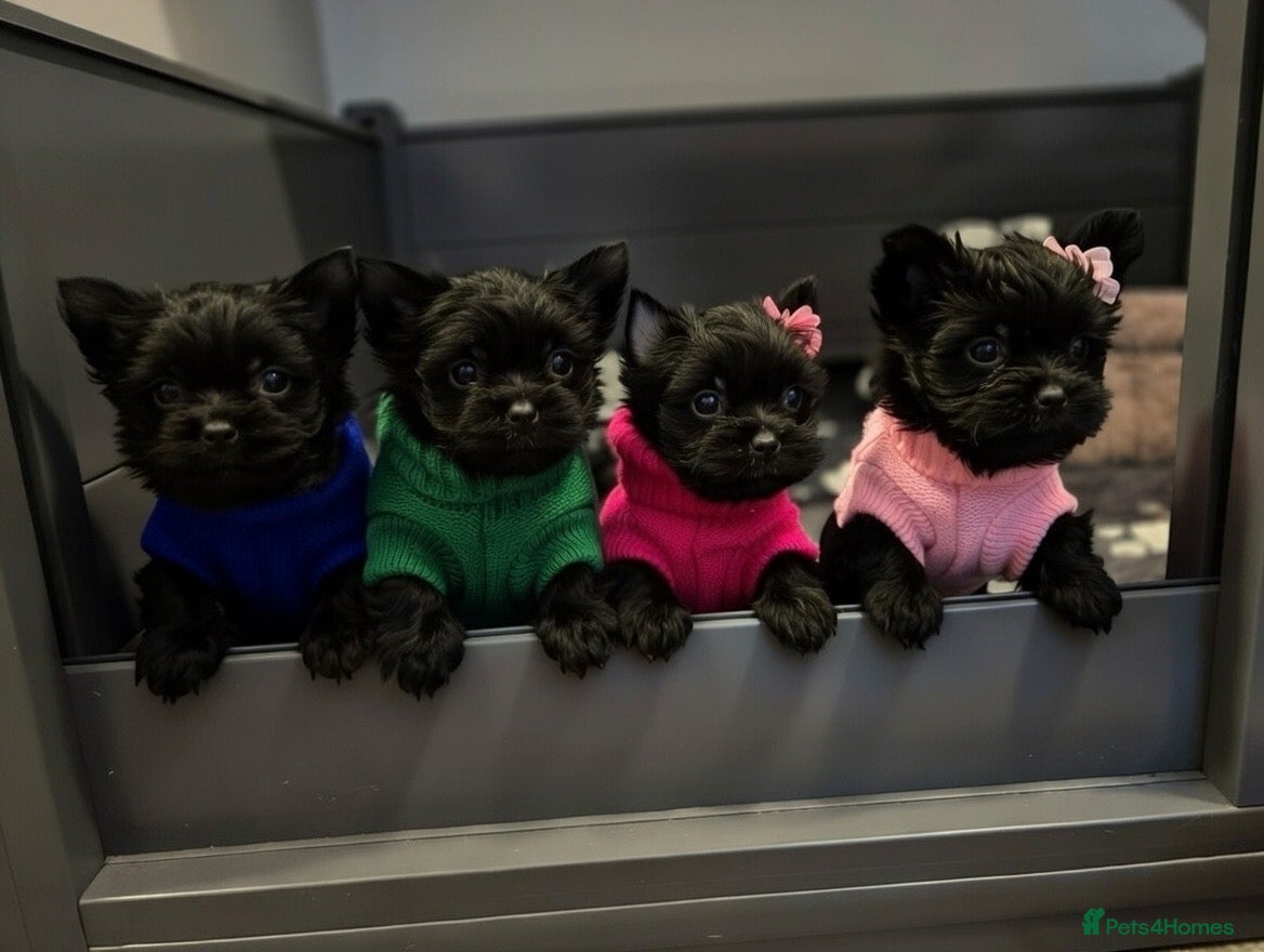 Yorkshire Terrier dogs Mini Black Yorkshire terriers puppies  - Advert 9