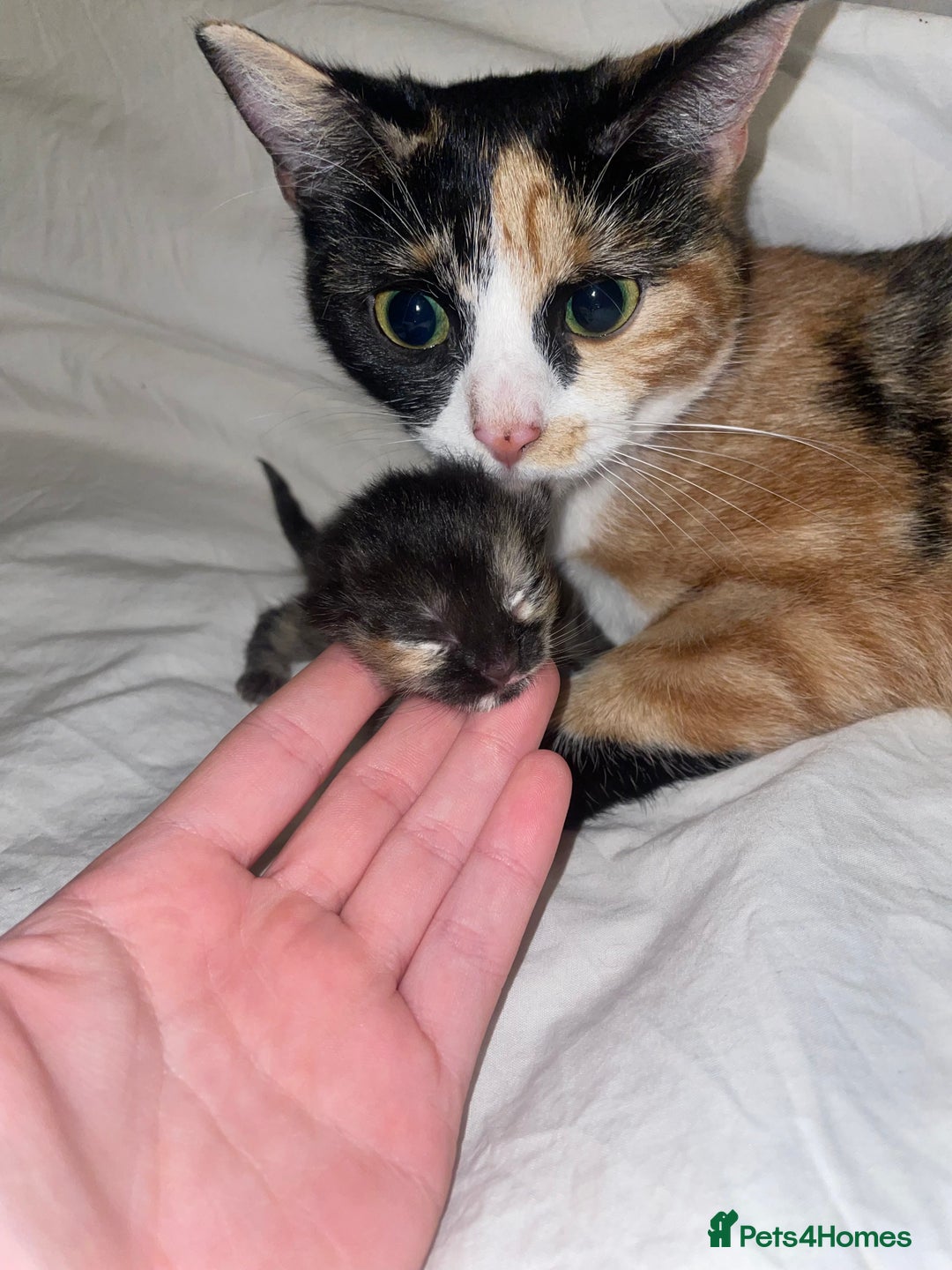 Domestic Shorthair cats for sale: Beautiful kittens  - Image 13