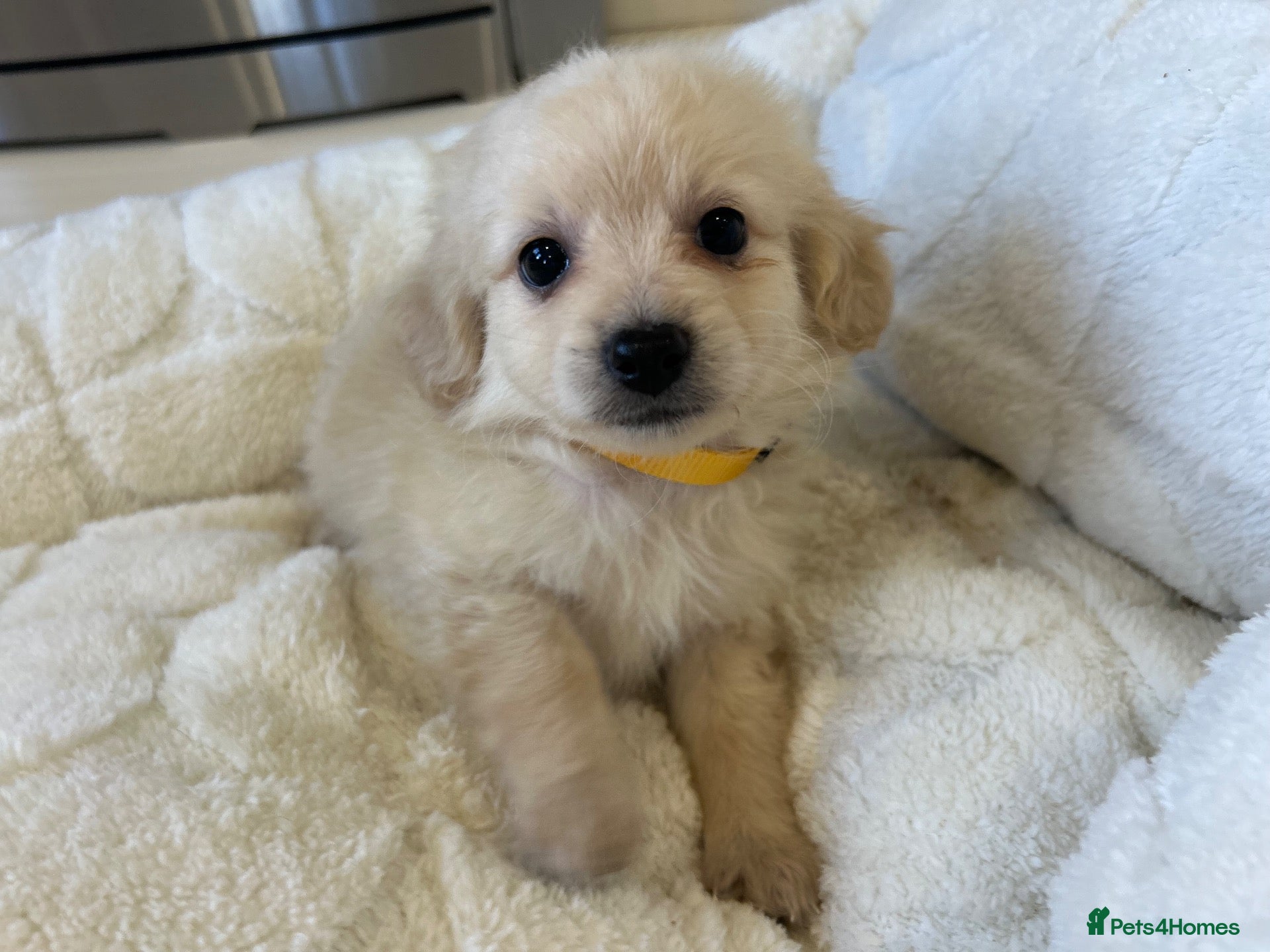 Mixed Breed dogs Pomapoos  - Advert 11