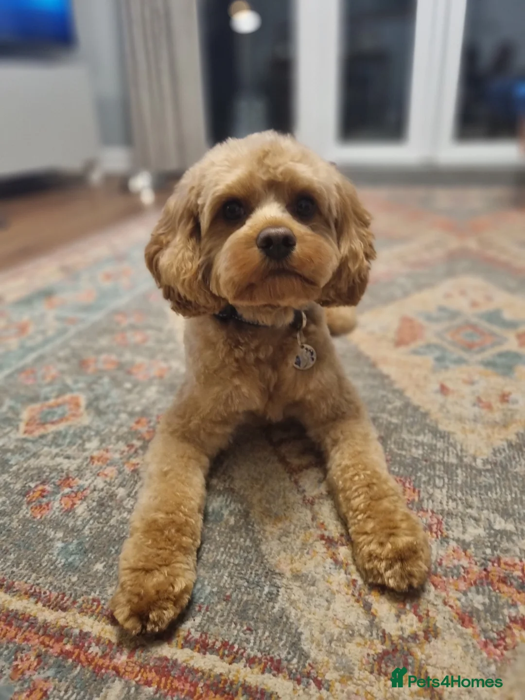 Cavapoo dogs for stud: Experienced, proven and health tested cavapoo stud in London - Advert 11