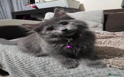 Mixed Breed cats for sale: Adorable fluffy kittens looking for a new home. - Image 18