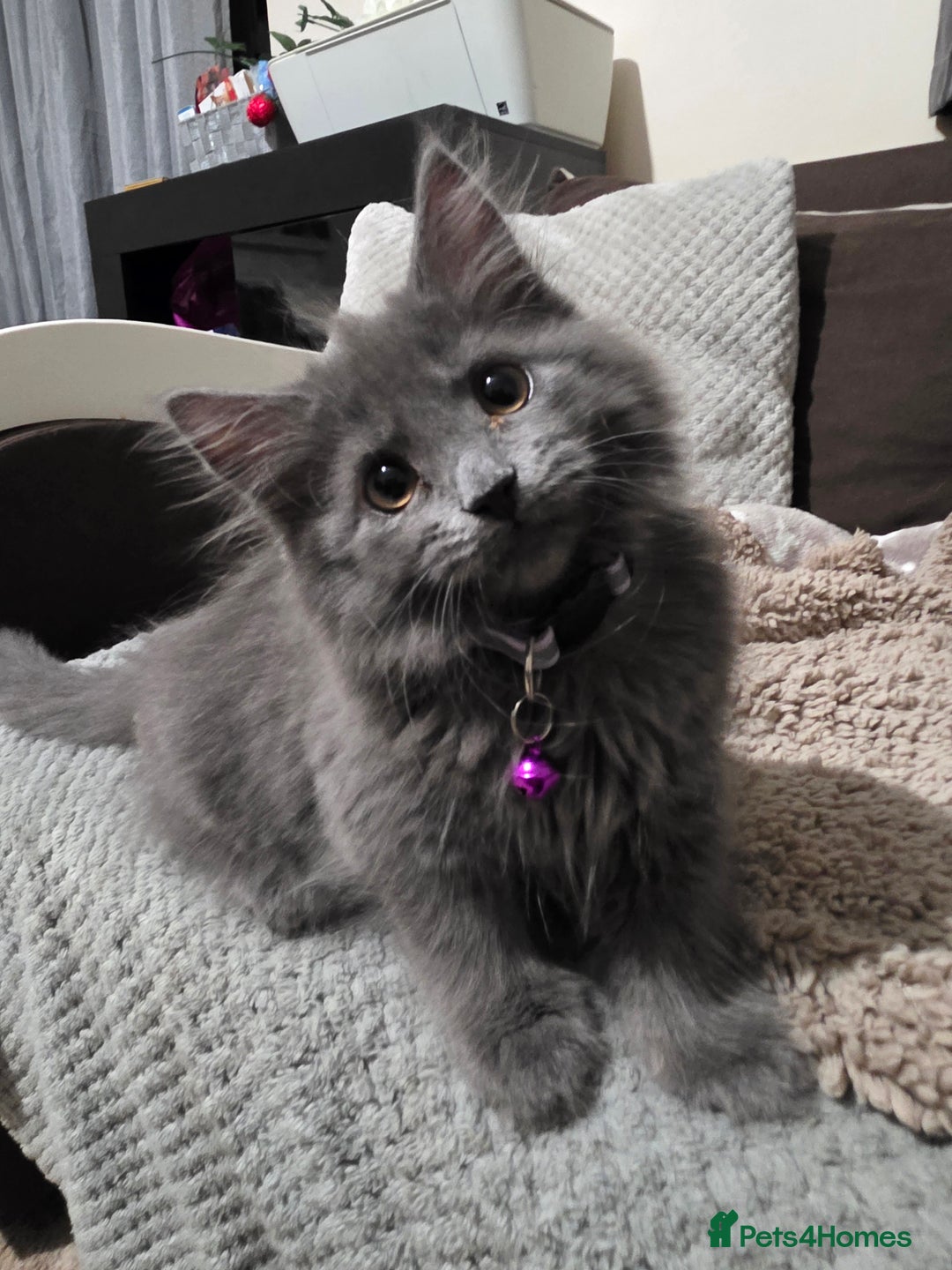 Mixed Breed cats for sale: Adorable fluffy kittens looking for a new home. - Image 18