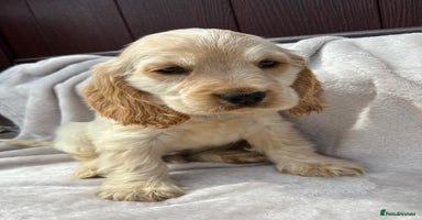 Cocker Spaniel dogs - Advert 8