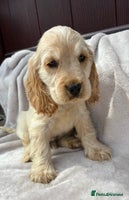 Cocker Spaniel dogs - Advert 8