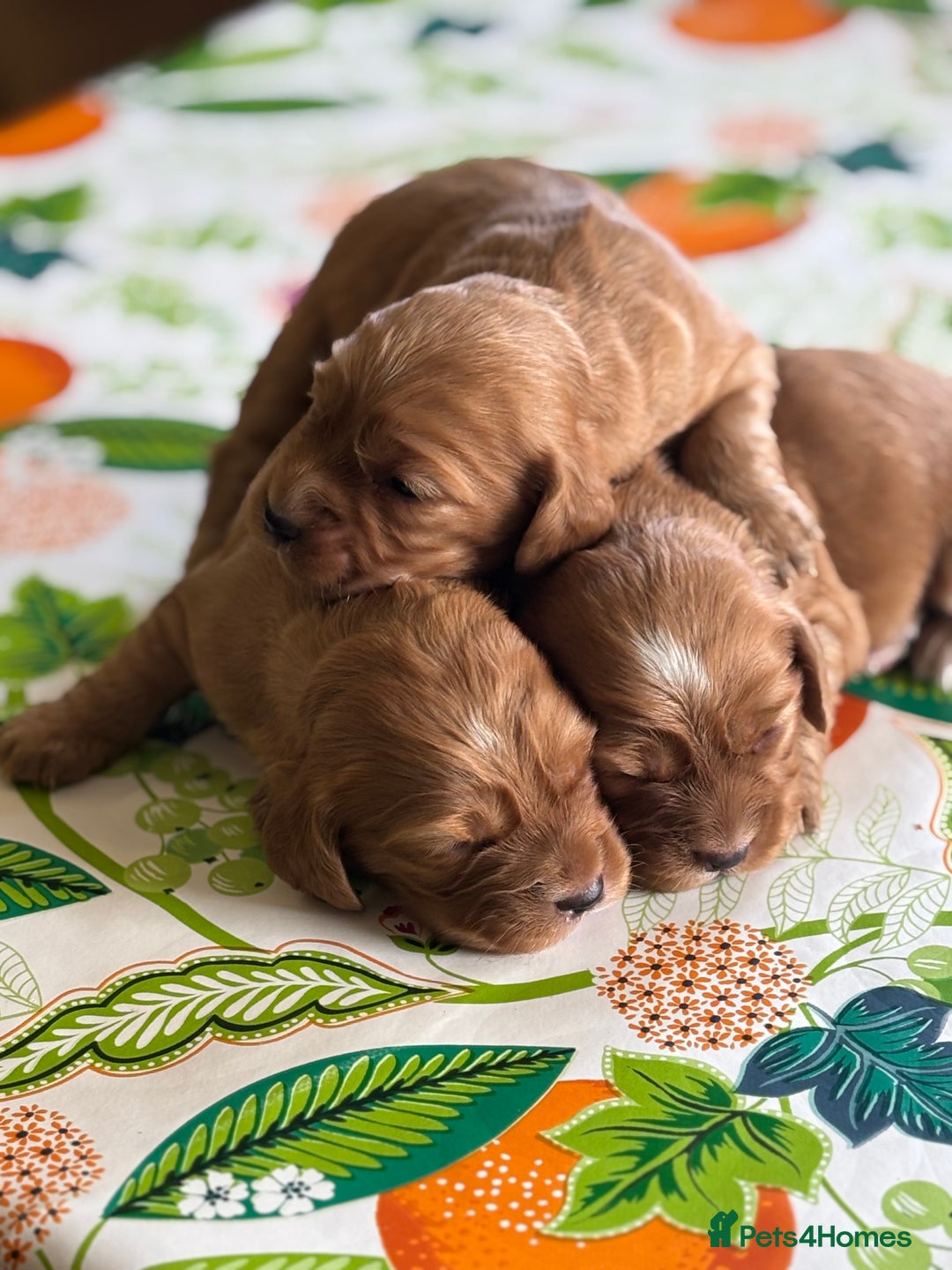 Cocker Spaniel dogs for sale: Cocker spaniel puppies for sale - Image 1