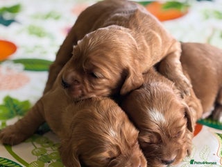 Cocker Spaniel dogs - Advert 15