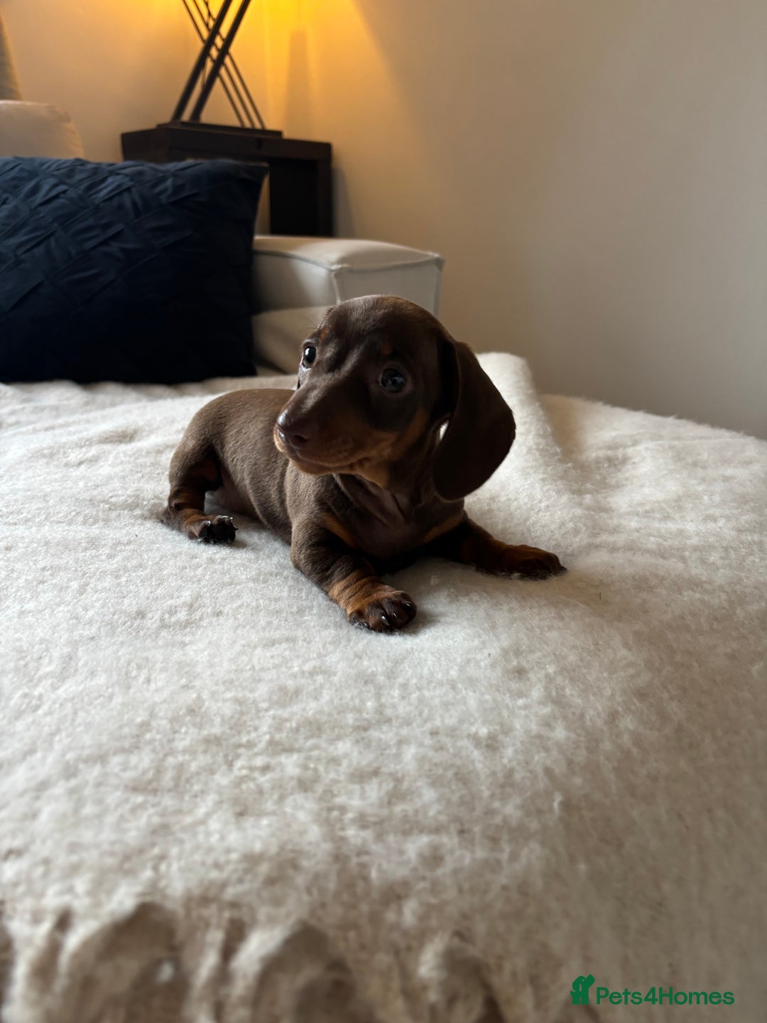 Miniature Dachshund dogs for sale: READY NOW 🥰❤️🐾Female Miniature dachshund 🐾  - Image 3