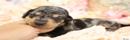 Miniature Dachshund dogs for sale: KC Miniature Dachshund Puppies - Advert 13