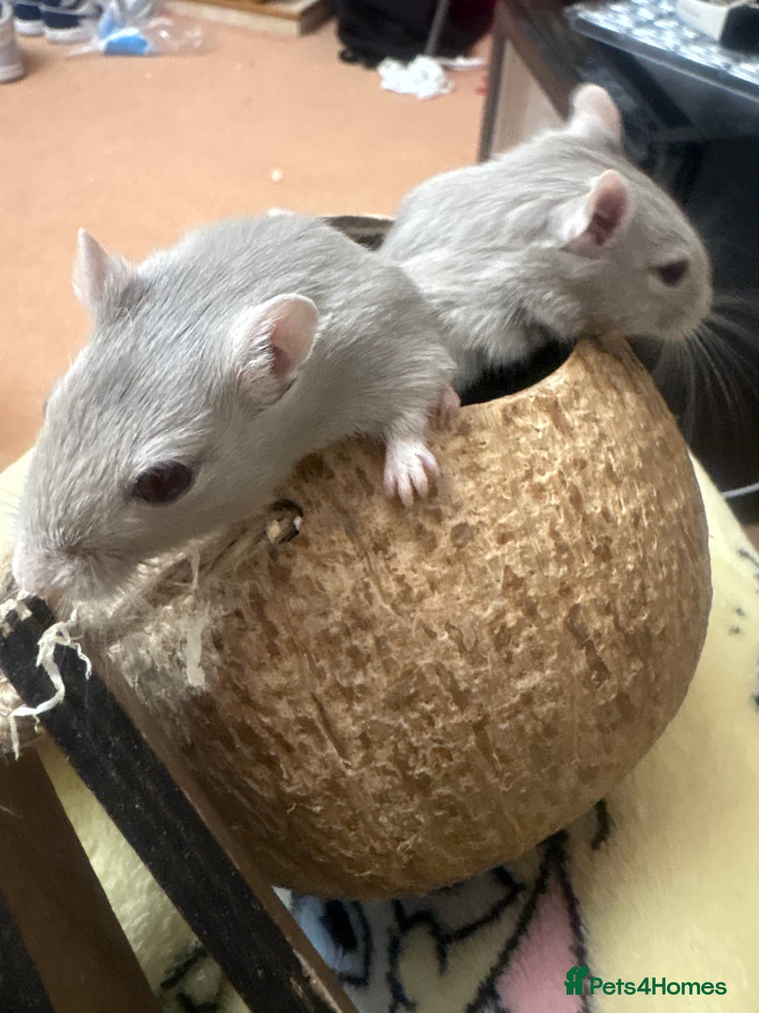 Gerbil rodents for sale: girbils  - Image 2