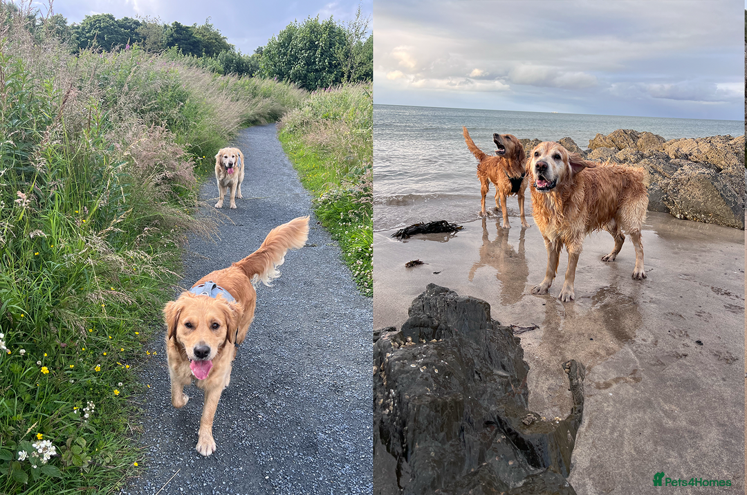 Golden Retriever dogs for sale: Golden Retriever Puppies! 💛🐶 - Image 5